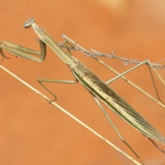 Tenodera australasiae at Hackett, ACT - 12 Mar 2019 12:40 PM