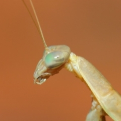 Tenodera australasiae at Hackett, ACT - 12 Mar 2019 12:40 PM