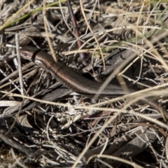 Pseudemoia entrecasteauxii (Woodland Tussock-skink) at Mount Clear, ACT - 6 Apr 2019 by AlisonMilton