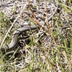 Acritoscincus duperreyi (Eastern Three-lined Skink) at Namadgi National Park - 7 Apr 2019 by AlisonMilton
