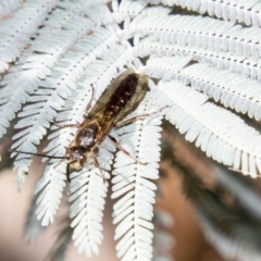 Tiphiidae (family) (Unidentified Smooth flower wasp) at Mount Clear, ACT - 6 Apr 2019 by AlisonMilton