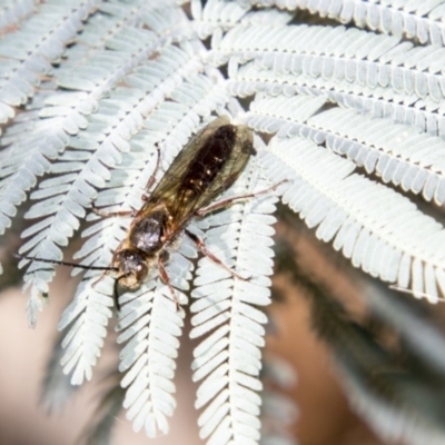 Tiphiidae (family) (Unidentified Smooth flower wasp) at Mount Clear, ACT - 7 Apr 2019 by AlisonMilton