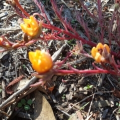 Portulaca sp. (garden cultivar) (Purslane) at Jerrabomberra, ACT - 12 Apr 2019 by Mike