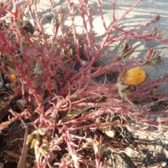 Portulaca sp. (garden cultivar) at Jerrabomberra, ACT - 12 Apr 2019