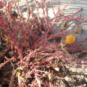 Portulaca sp. (garden cultivar) at Jerrabomberra, ACT - 12 Apr 2019