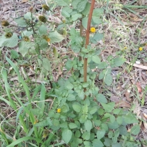 Bidens pilosa at Jerrabomberra, ACT - 12 Apr 2019