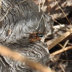 Maratus chrysomelas (Variable Peacock Spider) at Fadden, ACT - 10 Jan 2017 by ArcherCallaway