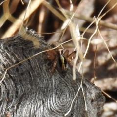 Maratus chrysomelas at Fadden, ACT - 10 Jan 2017 08:54 AM