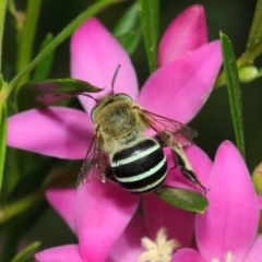 Amegilla sp. (genus) (Blue Banded Bee) at Acton, ACT - 12 Mar 2019 by TimL