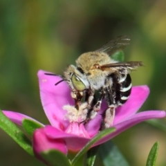 Amegilla sp. (genus) at Acton, ACT - 12 Mar 2019