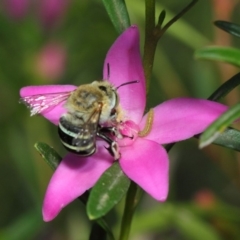 Amegilla sp. (genus) at Acton, ACT - 12 Mar 2019