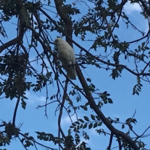 Cacatua sanguinea at Downer, ACT - 12 Apr 2019