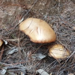 Suillus granulatus (Weeping Bolete) at Isaacs Ridge and Nearby - 12 Apr 2019 by Mike