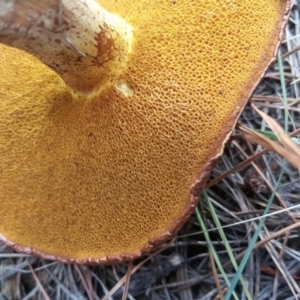 Suillus granulatus at Jerrabomberra, ACT - 12 Apr 2019 03:18 PM