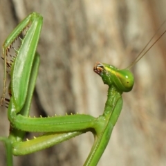 Pseudomantis albofimbriata (False garden mantis) at Acton, ACT - 12 Mar 2019 by TimL