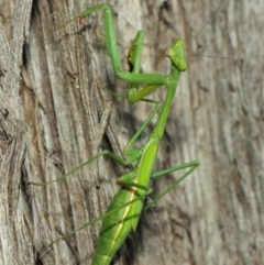 Pseudomantis albofimbriata at Acton, ACT - 12 Mar 2019