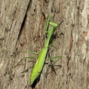 Pseudomantis albofimbriata at Acton, ACT - 12 Mar 2019