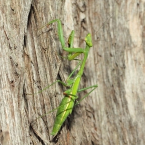 Pseudomantis albofimbriata at Acton, ACT - 12 Mar 2019