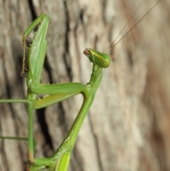 Pseudomantis albofimbriata at Acton, ACT - 12 Mar 2019