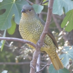 Ptilonorhynchus violaceus (Satin Bowerbird) at Flynn, ACT - 12 Apr 2019 by Christine