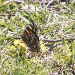 Vanessa kershawi (Australian Painted Lady) at Mount Clear, ACT - 7 Apr 2019 by AlisonMilton