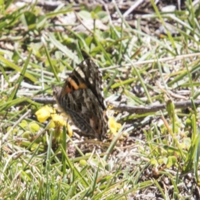 Vanessa kershawi (Australian Painted Lady) at Mount Clear, ACT - 7 Apr 2019 by AlisonMilton