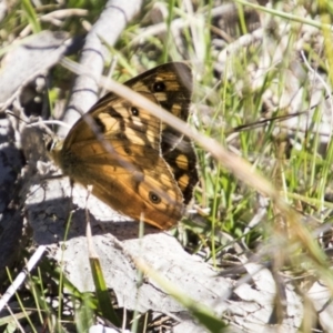 Heteronympha penelope at Mount Clear, ACT - 7 Apr 2019