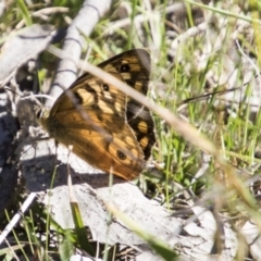 Heteronympha penelope (Shouldered Brown) at Mount Clear, ACT - 7 Apr 2019 by AlisonMilton