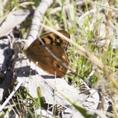 Heteronympha penelope at Mount Clear, ACT - 7 Apr 2019 01:06 PM