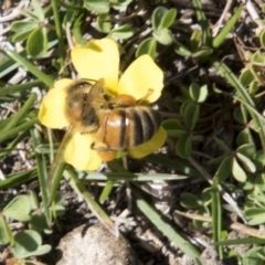 Apis mellifera (European honey bee) at Mount Clear, ACT - 7 Apr 2019 by AlisonMilton