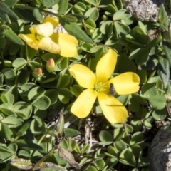 Oxalis (genus) (Wood Sorrel) at Mount Clear, ACT - 7 Apr 2019 by AlisonMilton