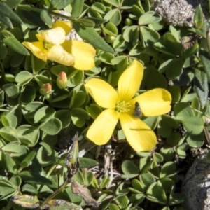 Oxalis sp. at Mount Clear, ACT - 7 Apr 2019