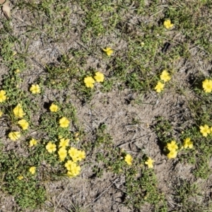 Oxalis sp. at Mount Clear, ACT - 7 Apr 2019