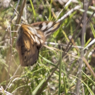 Unverified Nymph (Nymphalidae) at Namadgi National Park - 7 Apr 2019 by AlisonMilton