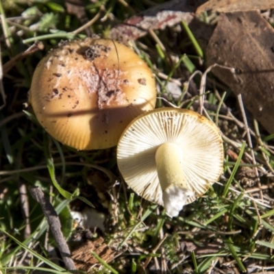 Unverified at Namadgi National Park - 7 Apr 2019 by AlisonMilton