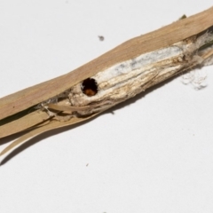 Chalcididae (family) at Higgins, ACT - 9 Apr 2019 04:50 PM