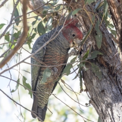 Callocephalon fimbriatum (Gang-gang Cockatoo) at Bruce Ridge to Gossan Hill - 8 Apr 2019 by AlisonMilton