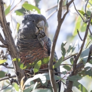 Callocephalon fimbriatum at Bruce, ACT - 8 Apr 2019