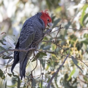 Callocephalon fimbriatum at Bruce, ACT - 8 Apr 2019