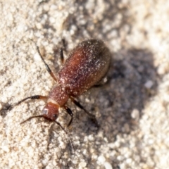 Lagriini sp. (tribe) (Unidentified lagriine darkling beetle) at Bruce Ridge to Gossan Hill - 8 Apr 2019 by AlisonMilton