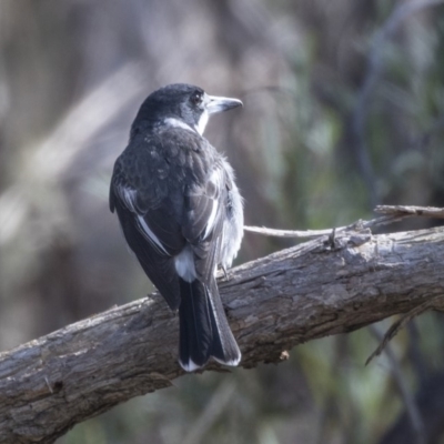 Cracticus torquatus (Grey Butcherbird) at Bruce, ACT - 8 Apr 2019 by Alison Milton