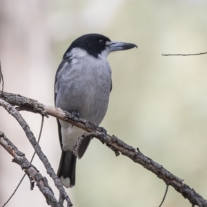 Cracticus torquatus at Point 5828 - 8 Apr 2019 10:32 AM