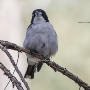 Cracticus torquatus at Point 5828 - 8 Apr 2019 10:32 AM