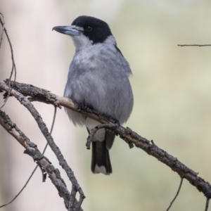 Cracticus torquatus at Point 5828 - 8 Apr 2019 10:32 AM