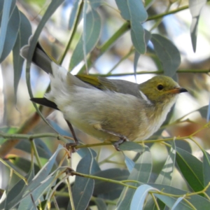 Ptilotula penicillata at Kambah, ACT - 10 Apr 2019