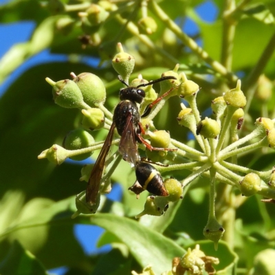 Australozethus sp. (genus) (Potter wasp) at Kambah, ACT - 10 Apr 2019 by MatthewFrawley