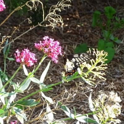 Papilio anactus (Dainty Swallowtail) at Isaacs, ACT - 12 Apr 2019 by Mike