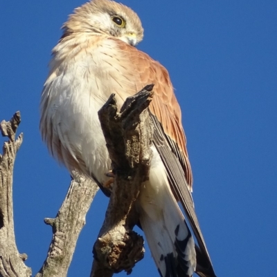 Falco cenchroides (Nankeen Kestrel) at Garran, ACT - 31 Mar 2019 by roymcd
