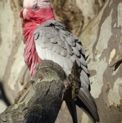 Eolophus roseicapilla (Galah) at Garran, ACT - 31 Mar 2019 by roymcd