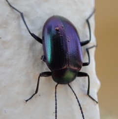 Chalcopteroides columbinus (Rainbow darkling beetle) at Spence, ACT - 12 Apr 2019 by Laserchemisty